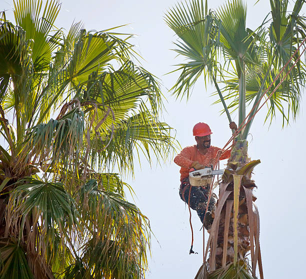 The Steps Involved in Our Tree Care Process in West Point, VA